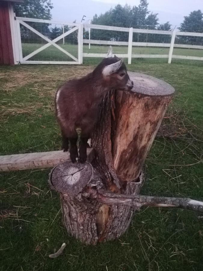Babie Lato Villa Wlodarka Dış mekan fotoğraf