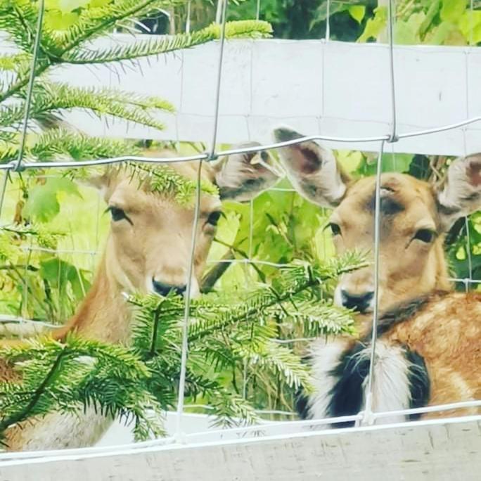 Babie Lato Villa Wlodarka Dış mekan fotoğraf